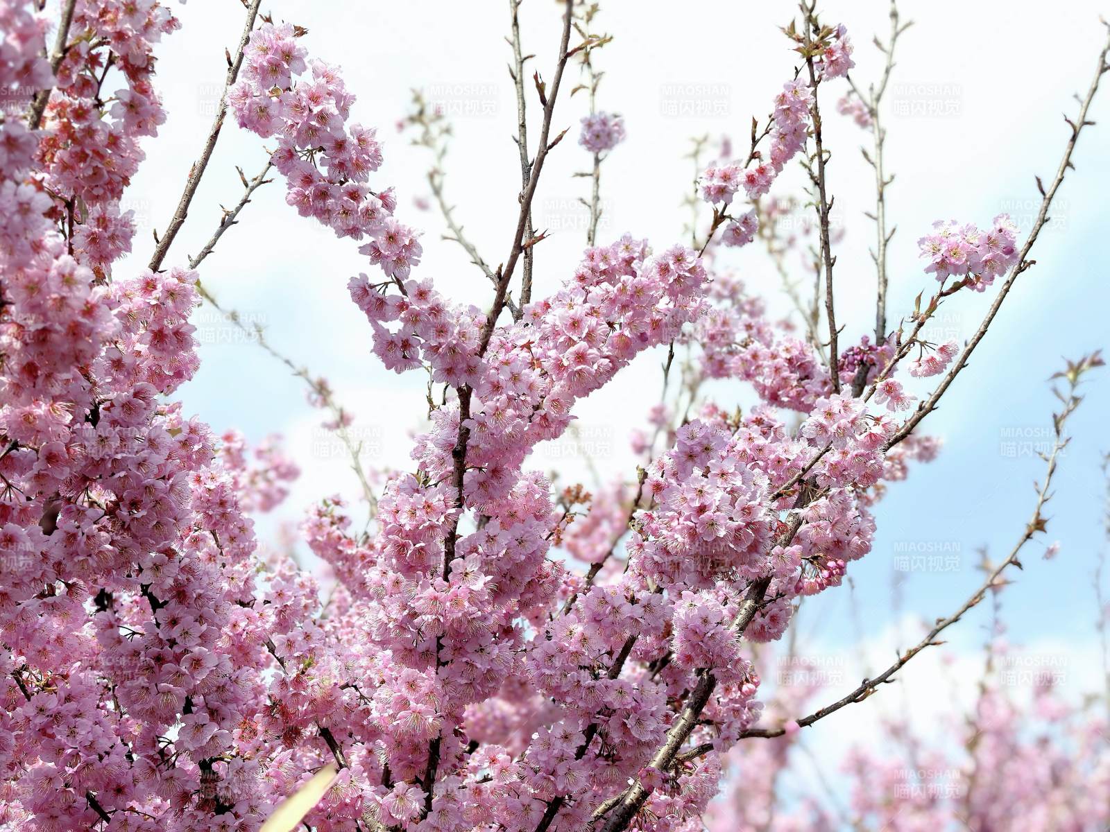 樱花绽放春日美景图片