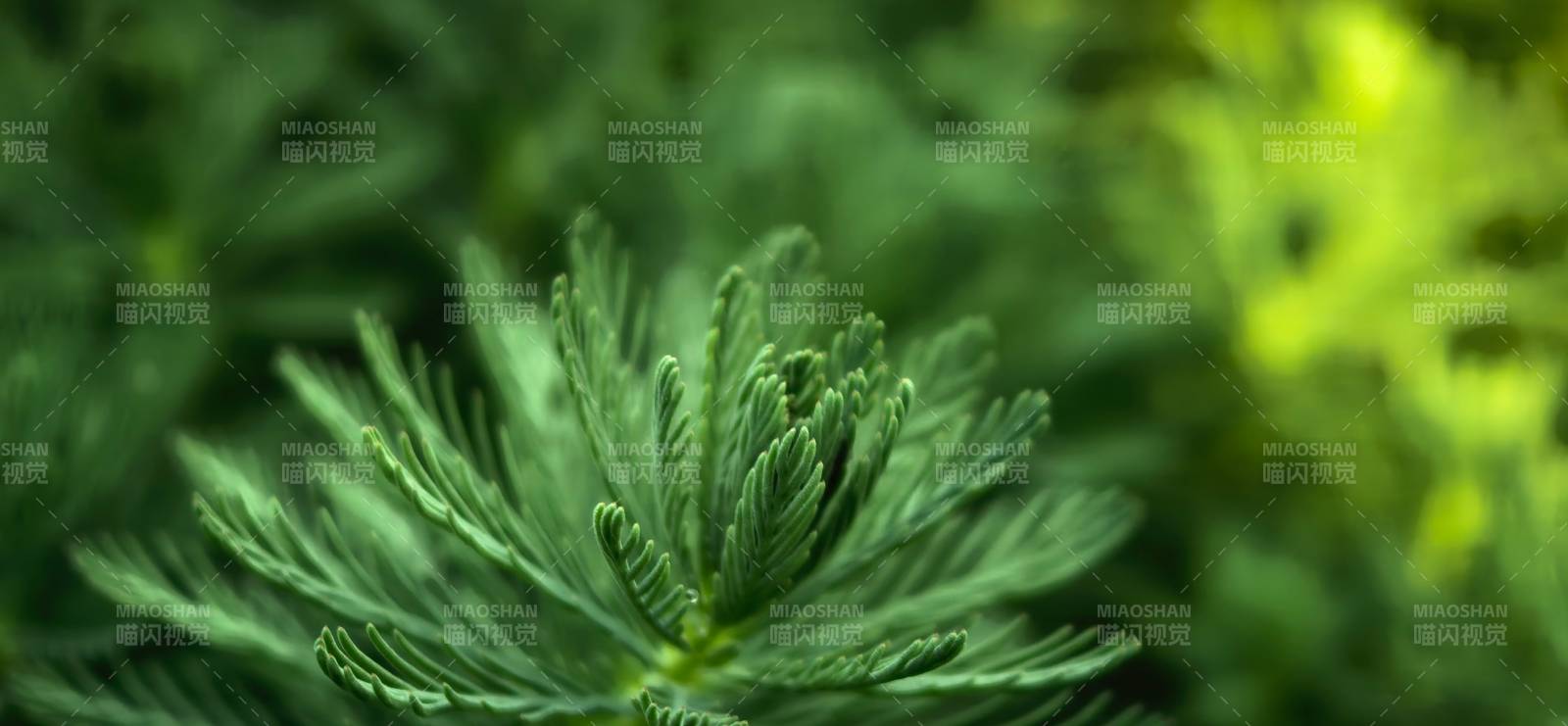 绿叶繁茂生机盎然图片