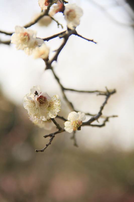 梅花绽放枝头图片