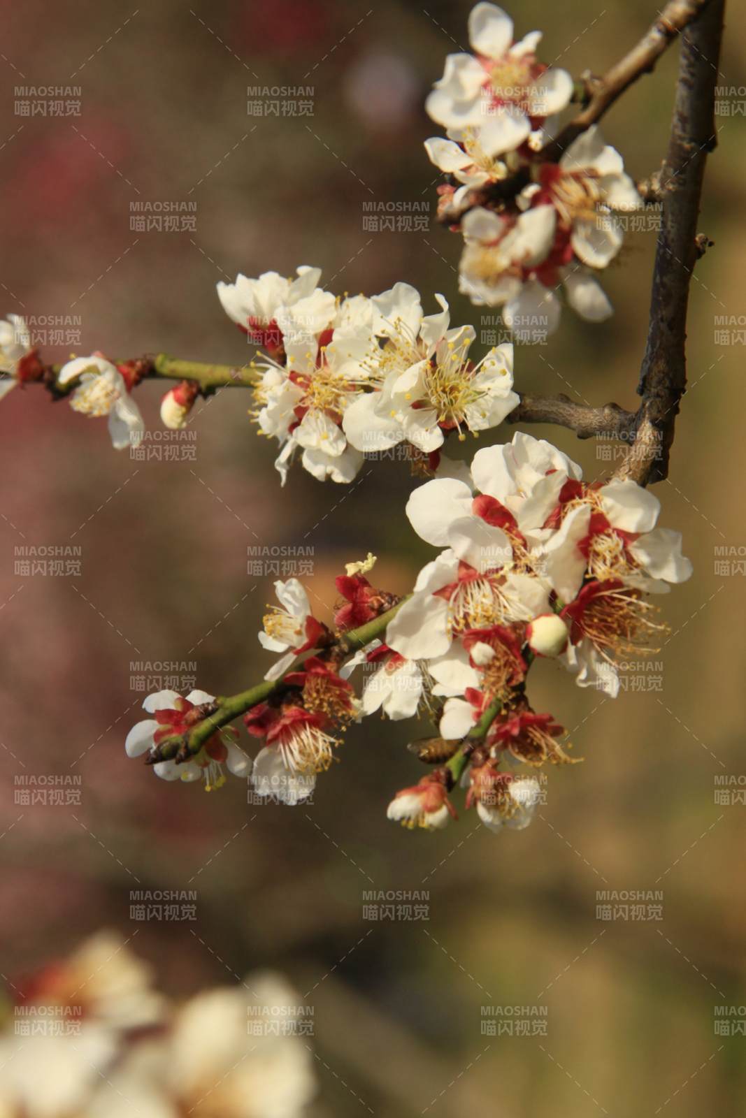 梅花绽放枝头图片
