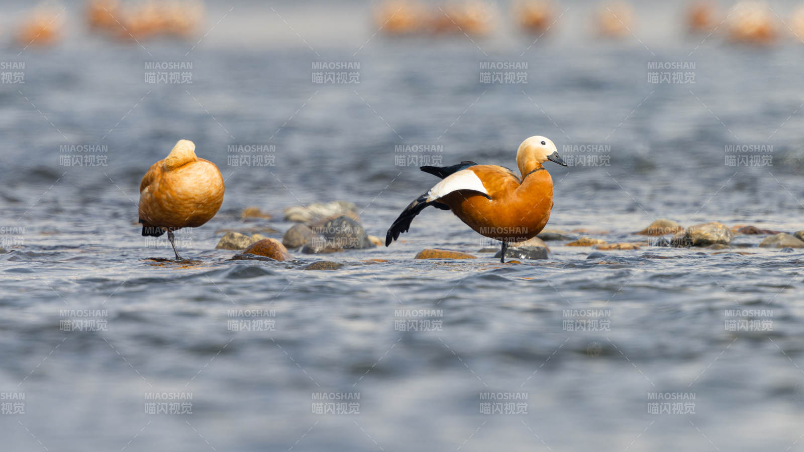 赤麻鸭水中栖息图片