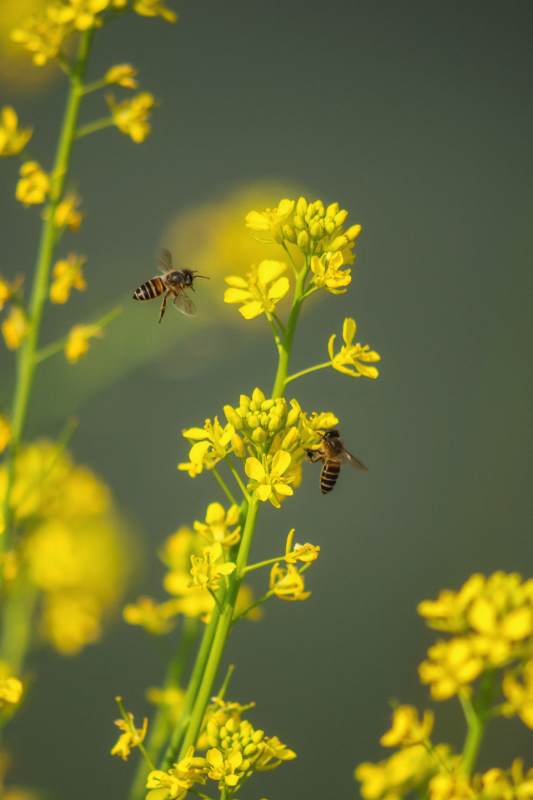 蜜蜂采蜜花丛中图片