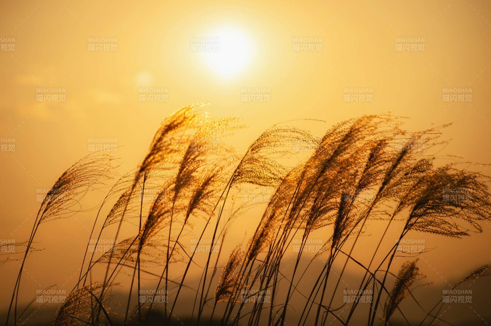 夕阳下的芦苇丛图片