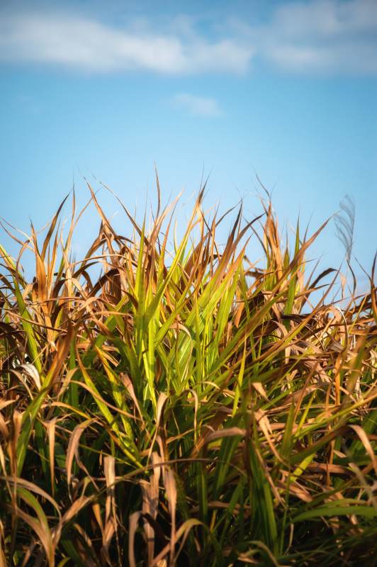 秋日草叶迎风舞~图片
