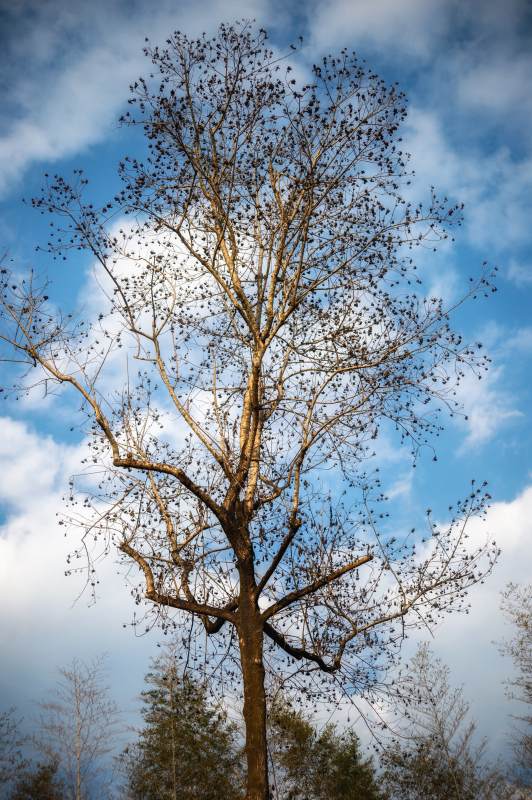 枯树仰望蓝天图片