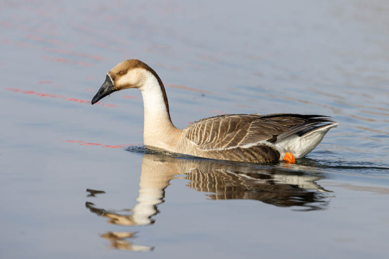 鸿雁静水映影图片