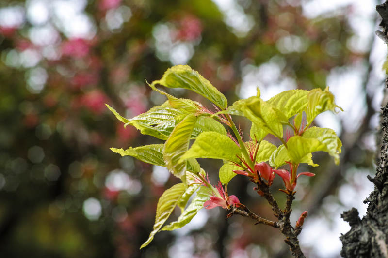 新叶初绽 春意盎然图片