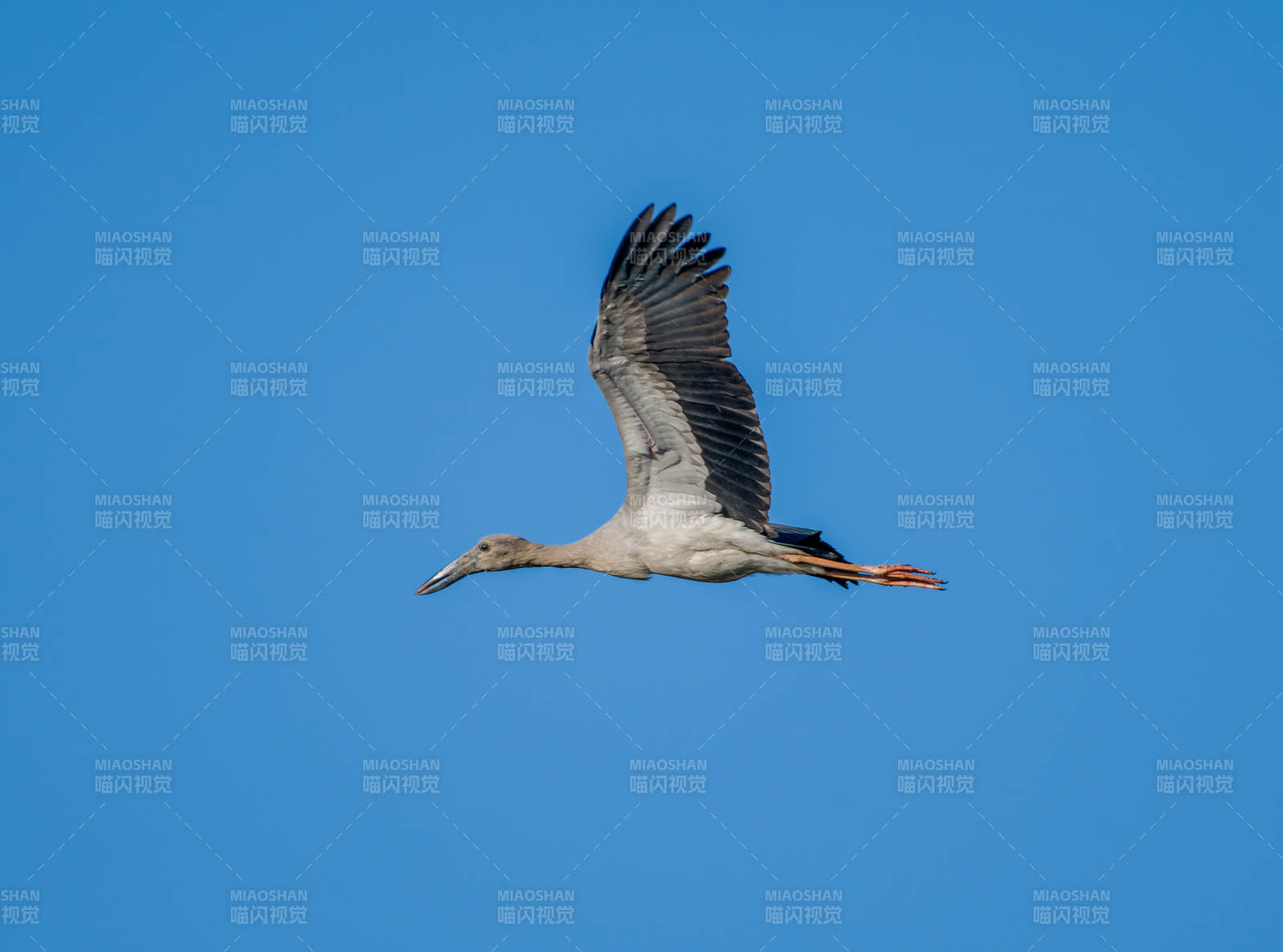 飞翔的钳嘴鹳图片