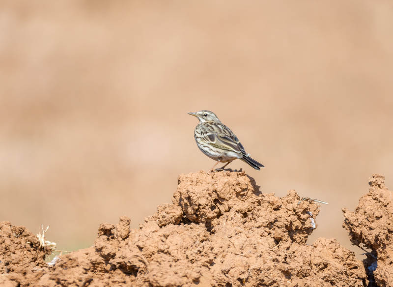 小鸟栖息土堆上图片