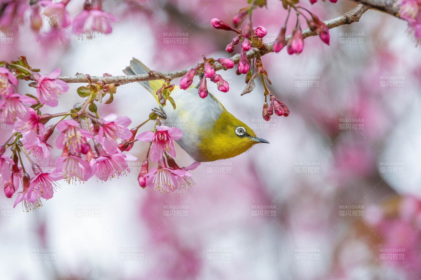 樱花枝头小鸟栖图片