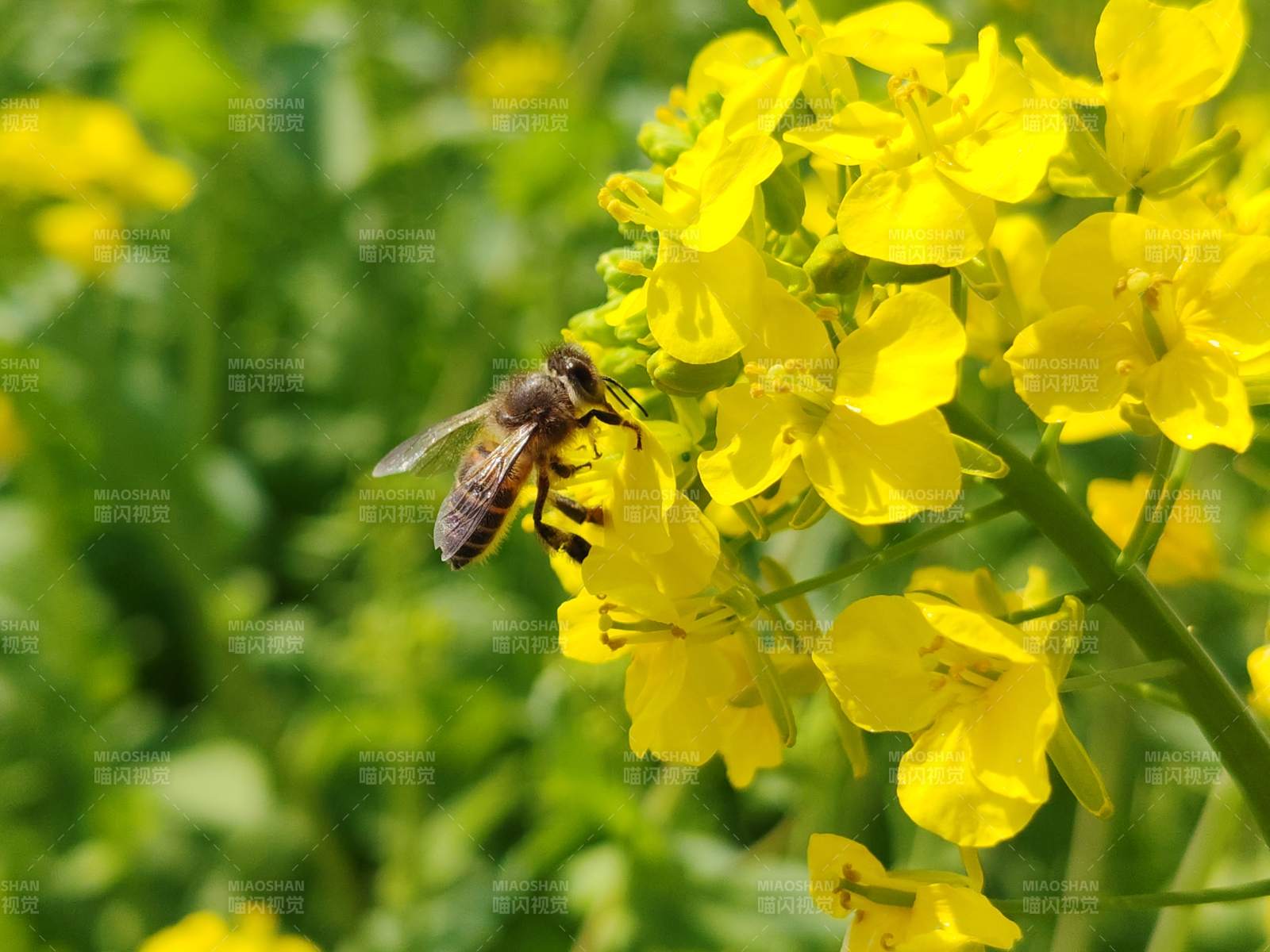 蜜蜂采蜜花丛中图片