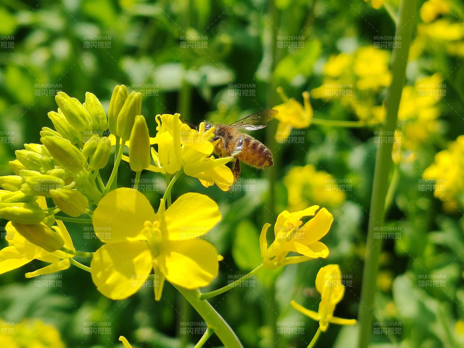 蜜蜂采蜜花丛中图片