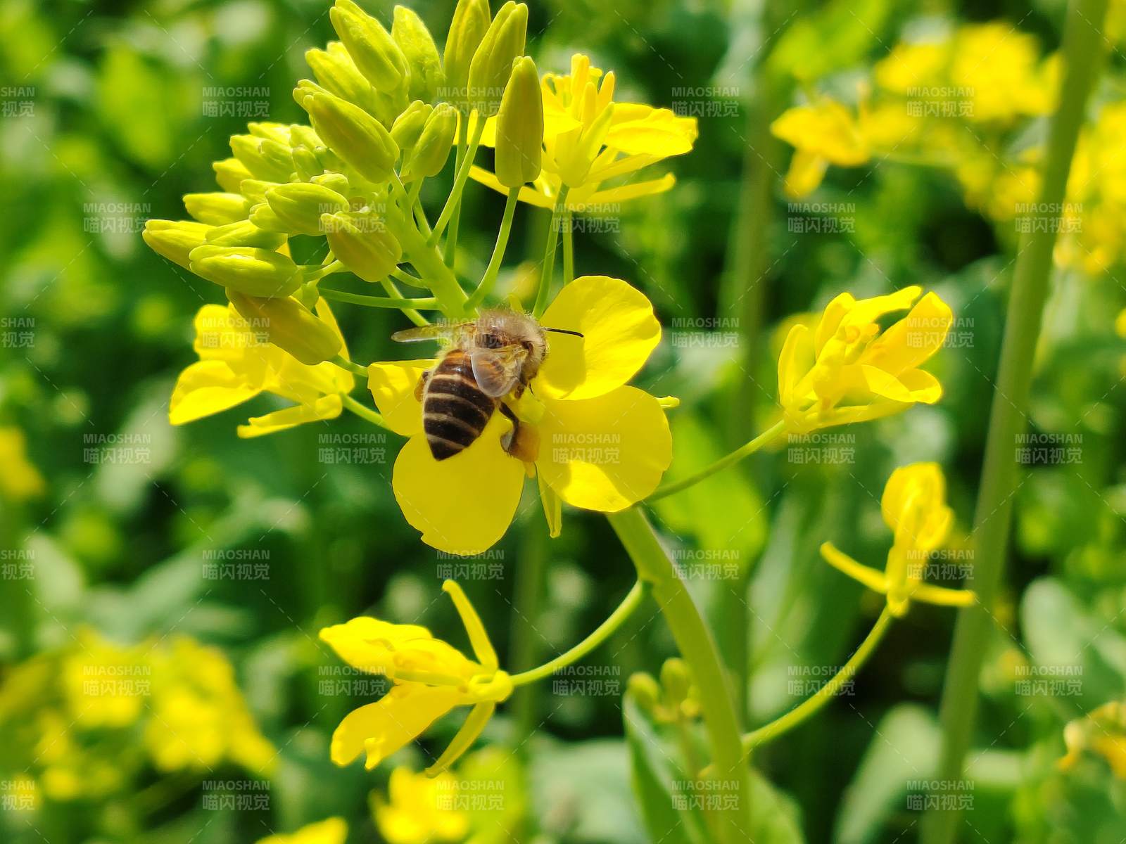 蜜蜂采蜜花丛中图片