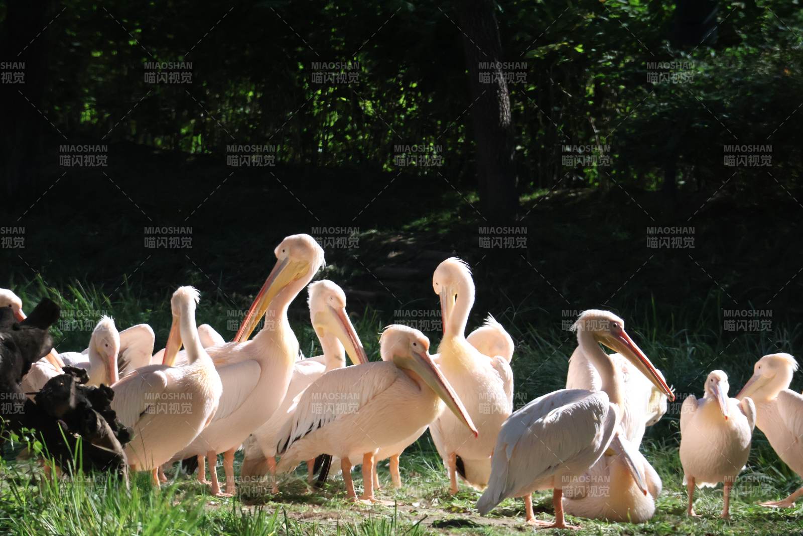 白鹈鹕群栖息草地图片