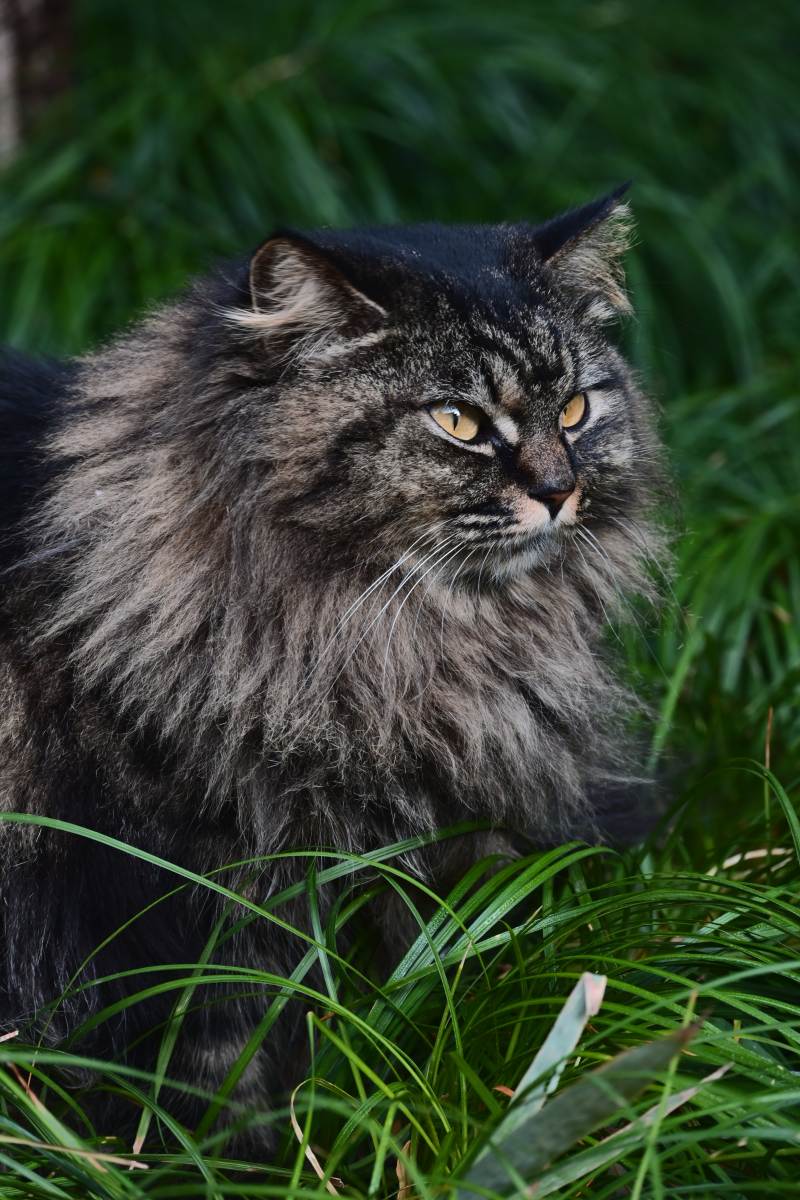 草丛中的长毛猫图片