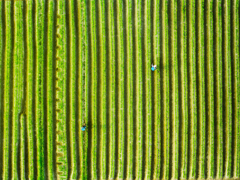 航拍耕种中的农民图片