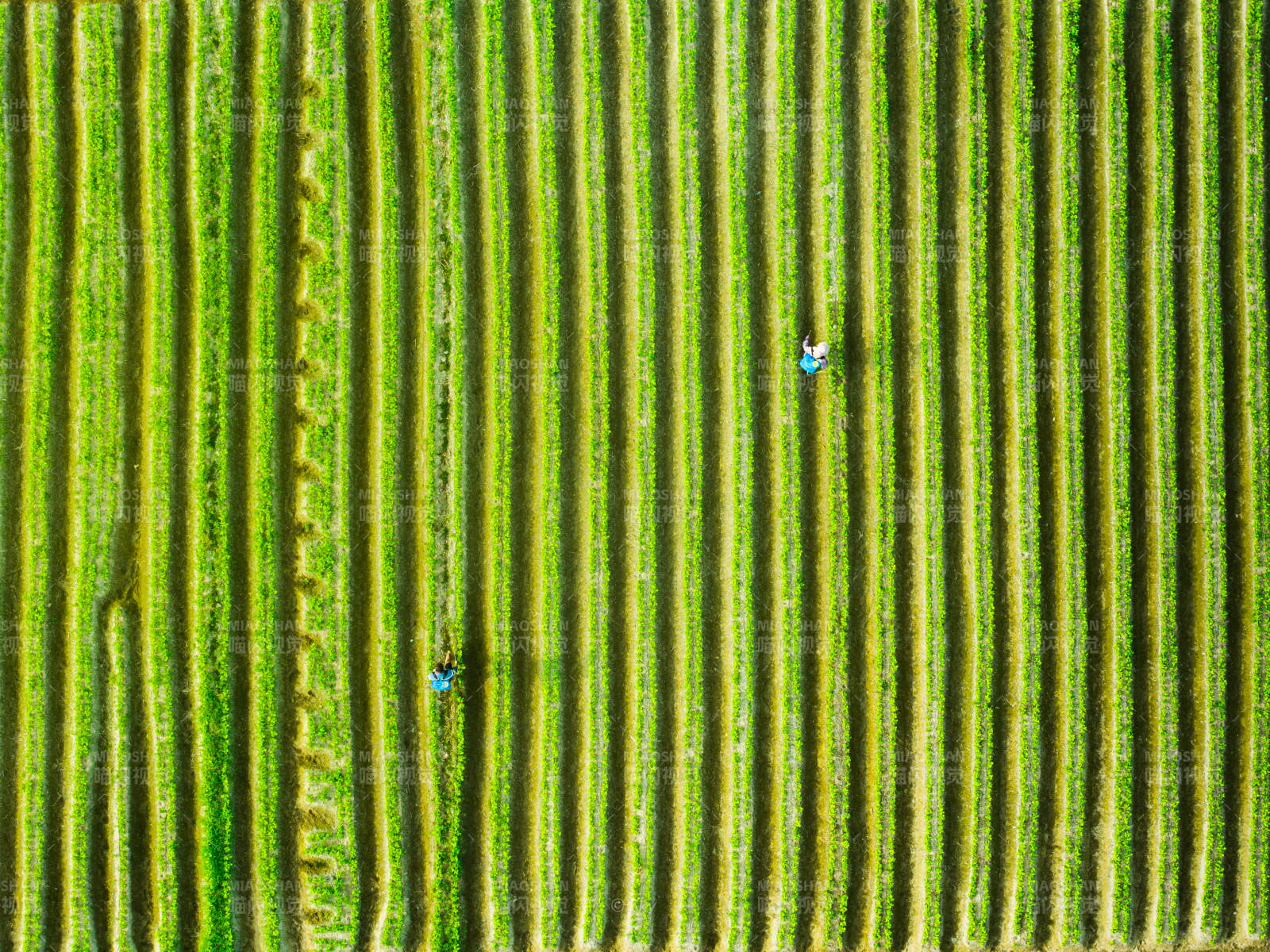 航拍耕种中的农民图片