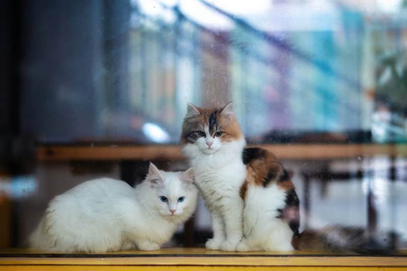 窗边双猫静坐图片