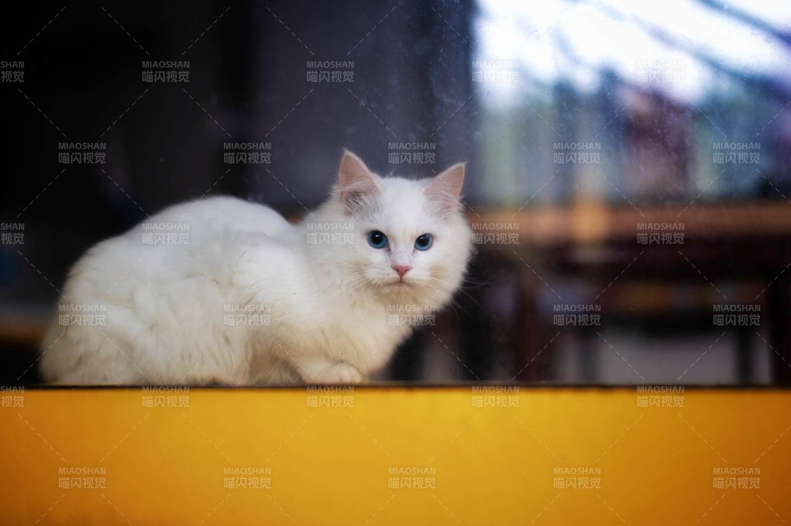 白猫凝视窗外图片