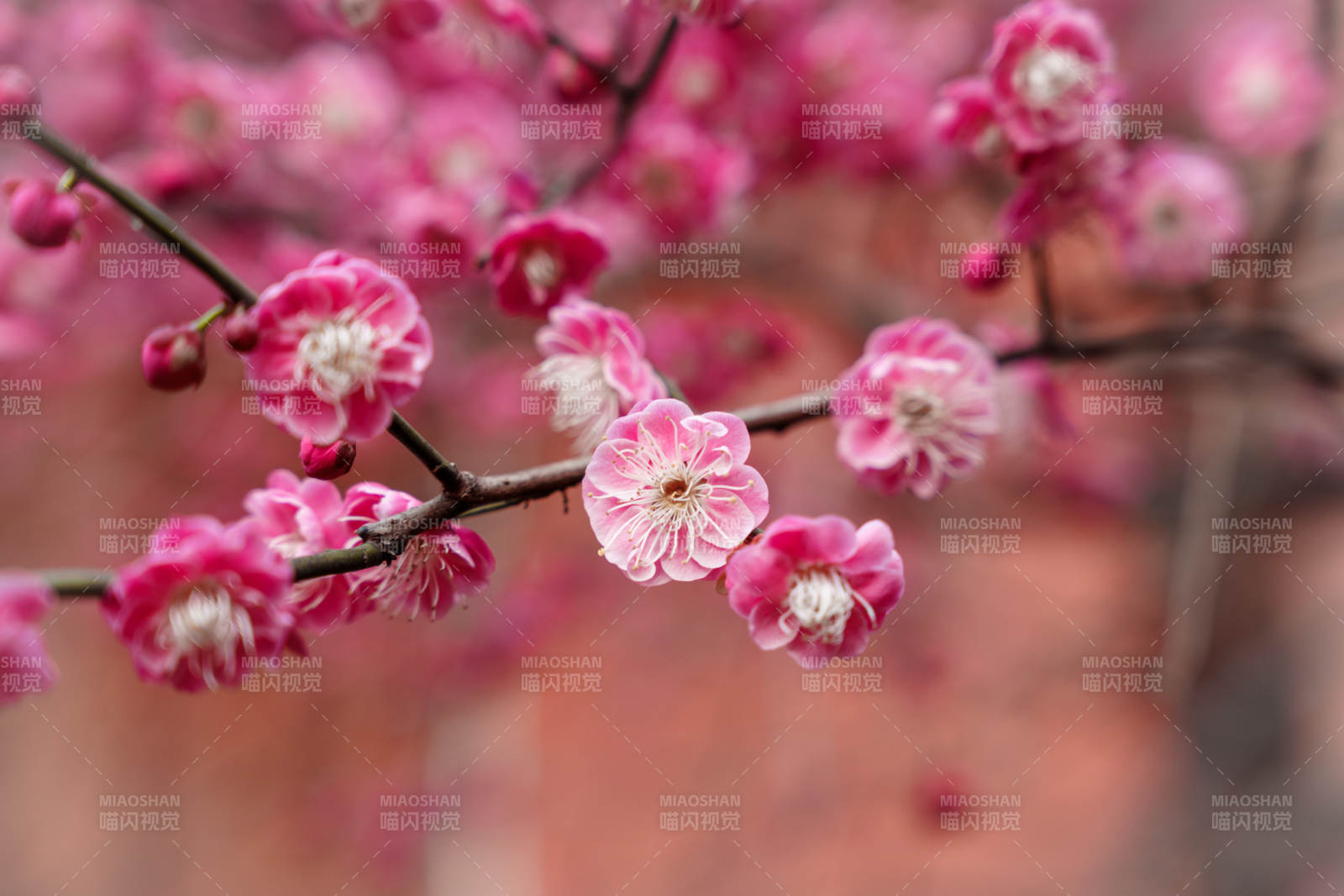 梅花绽放春意浓图片