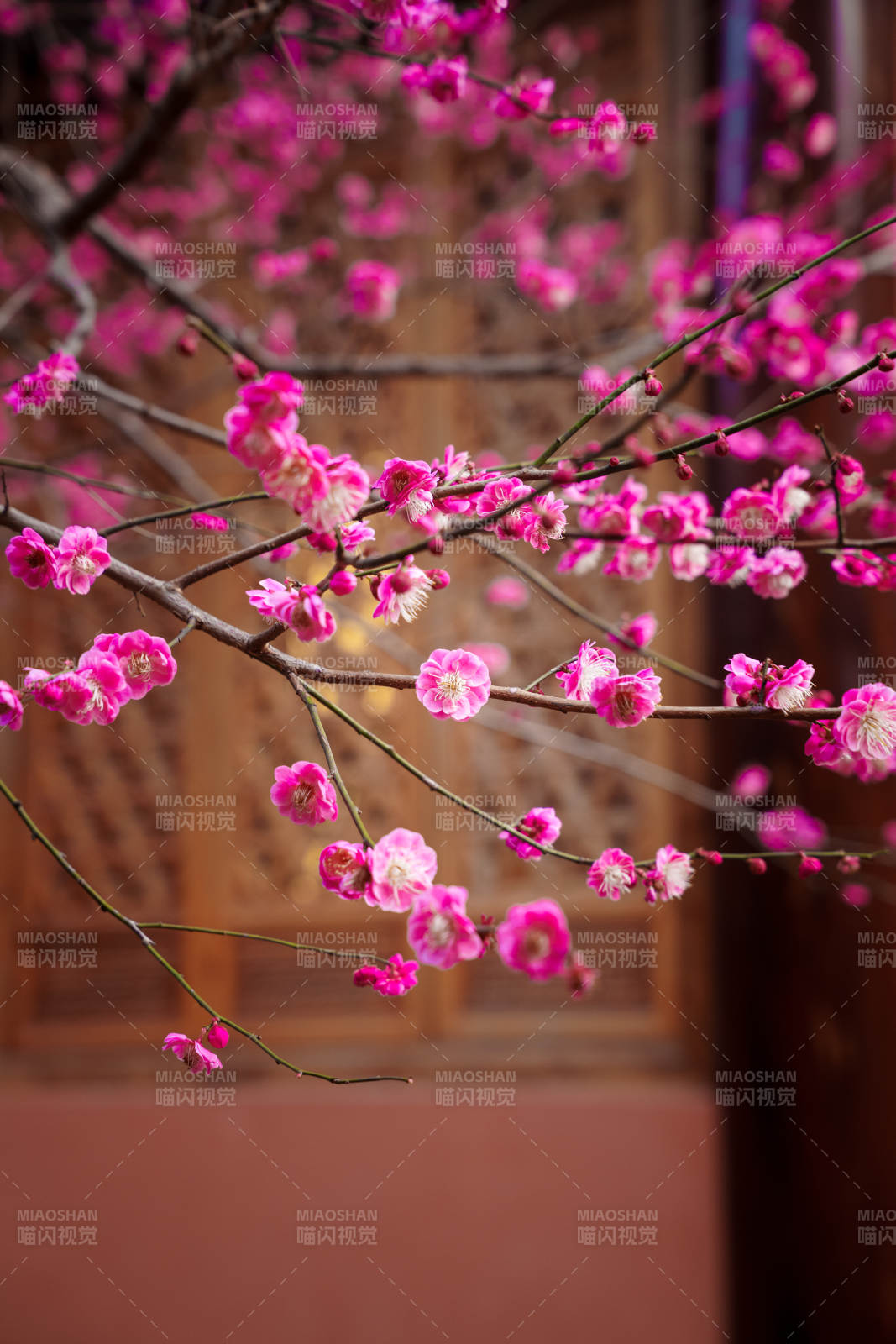 梅花绽放枝头图片