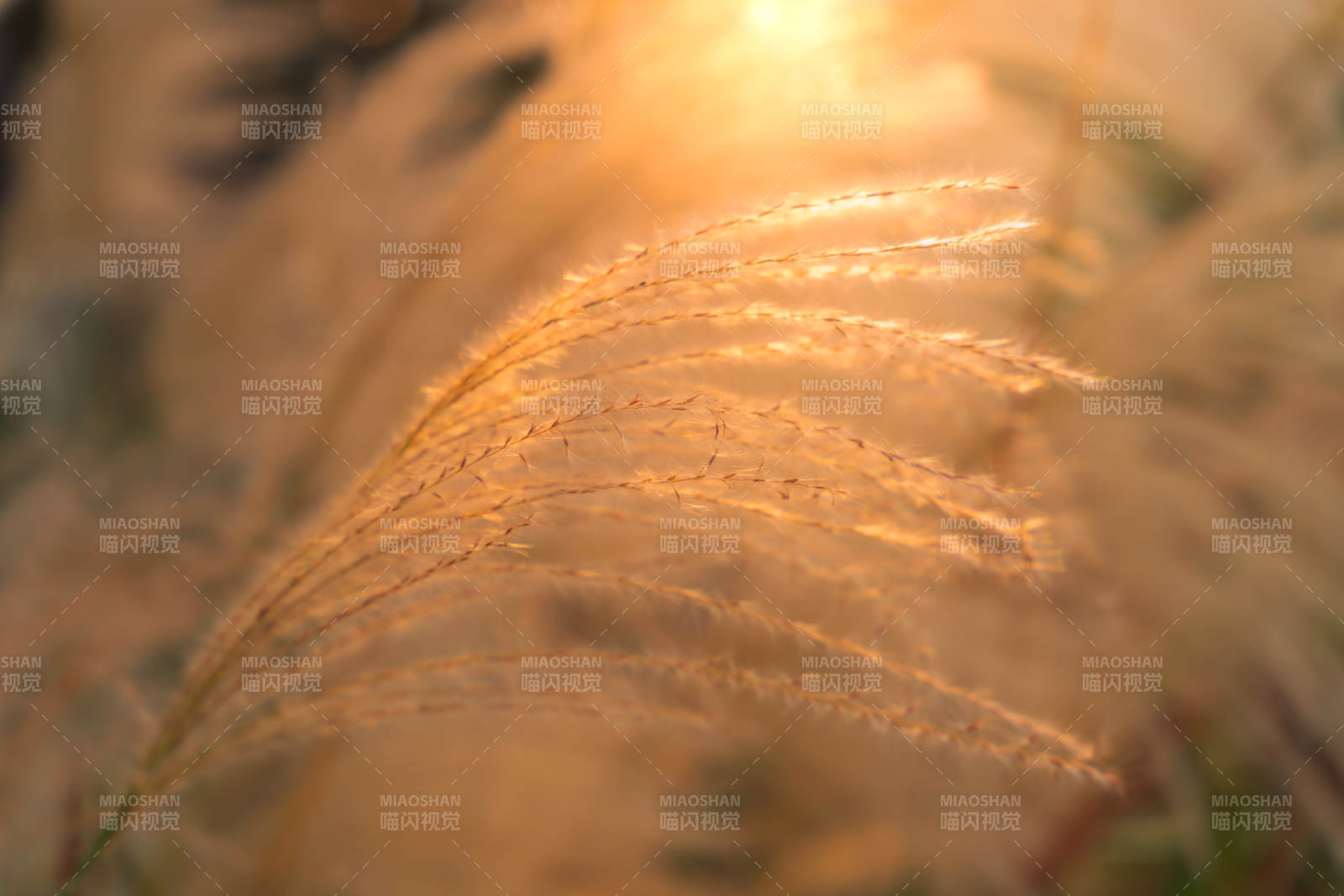 秋日草穗金光图片