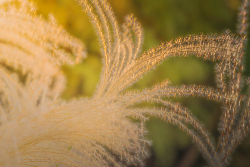 秋日芦苇轻舞图片