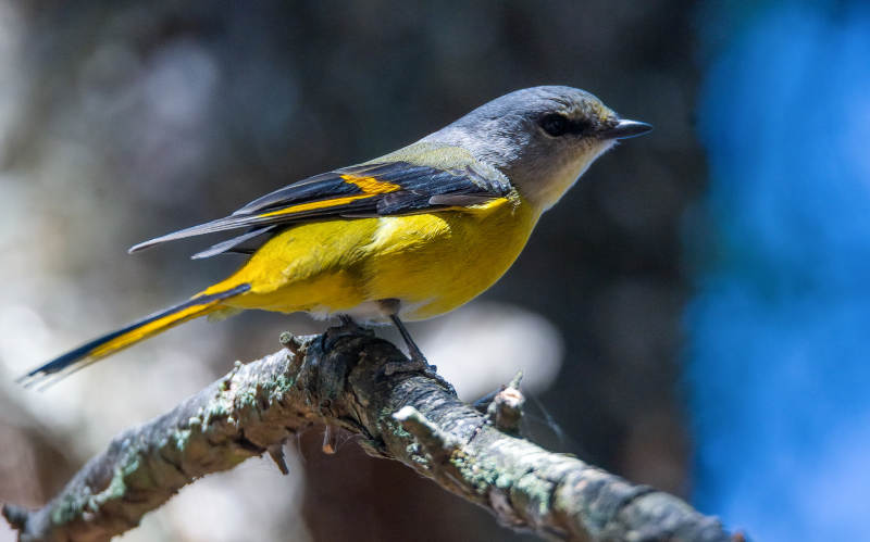 长尾山椒鸟栖枝图片
