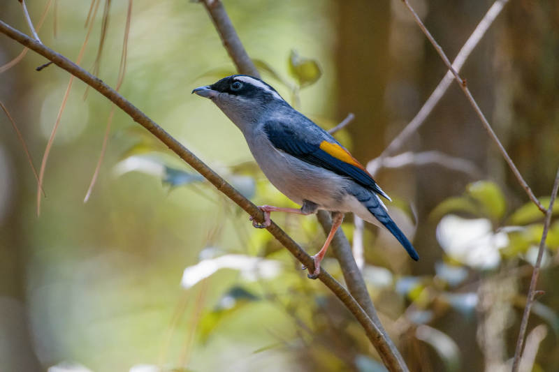 蓝翅鸟栖枝头图片