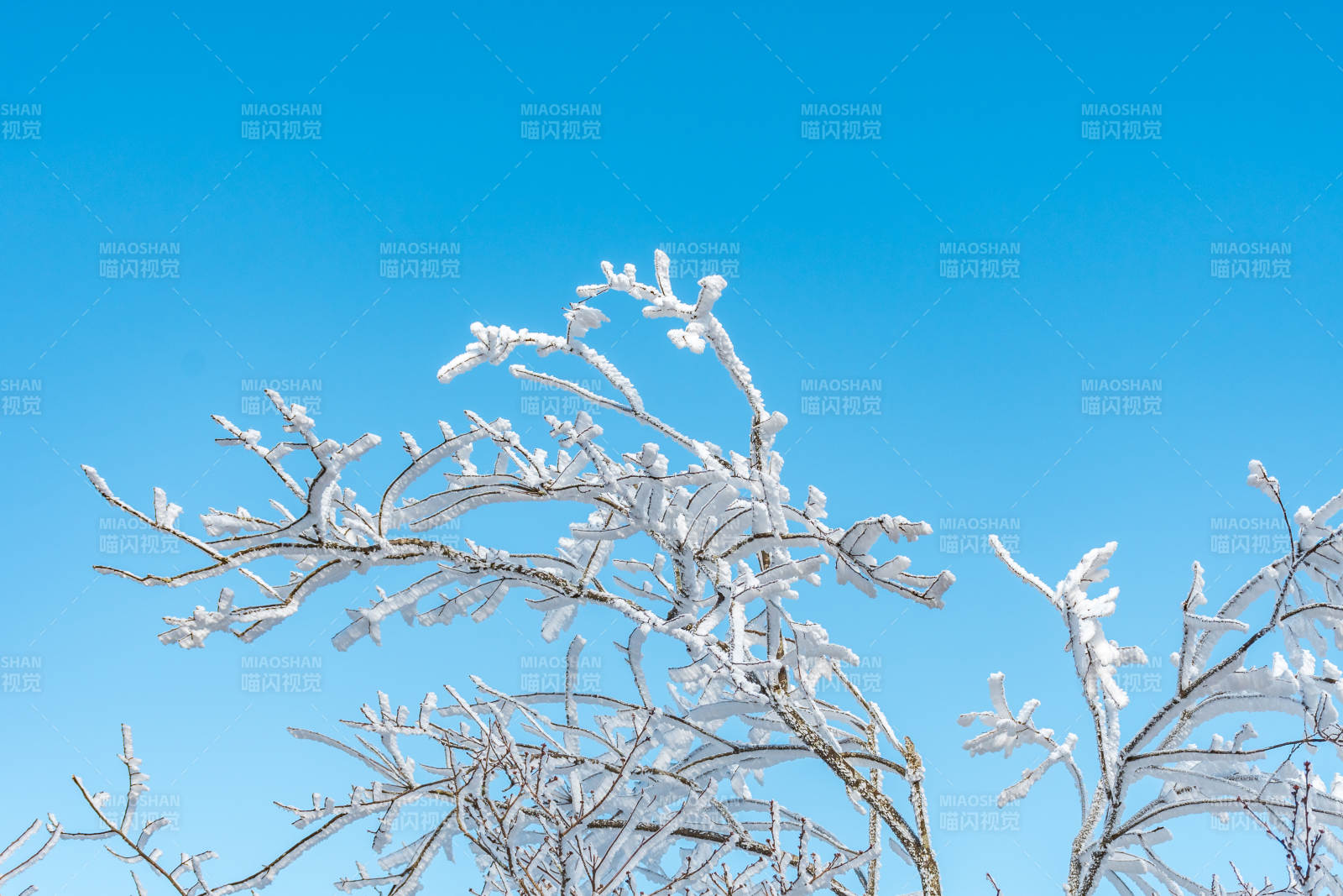 冰霜枝头映蓝天图片