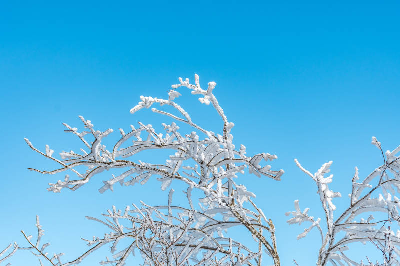 冰霜枝头映蓝天图片