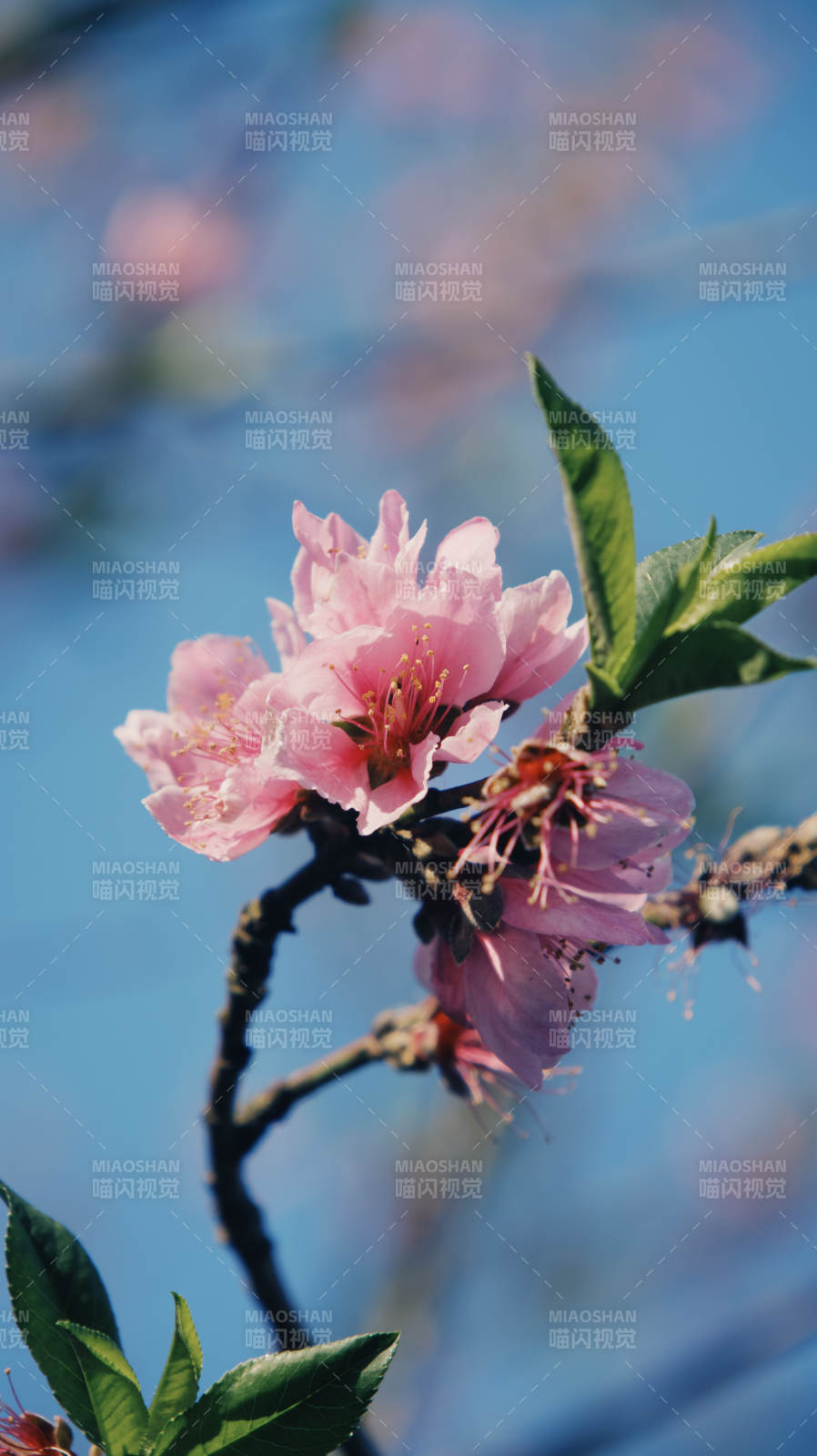春日桃花绽放图片