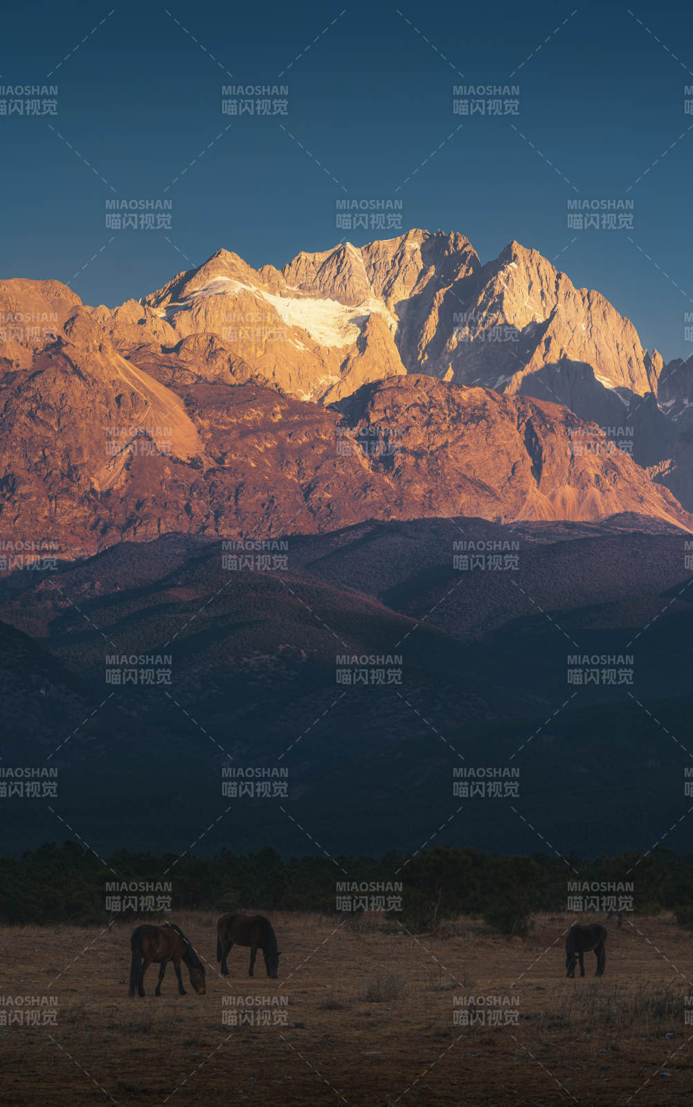 玉龙雪山下的牧马图图片