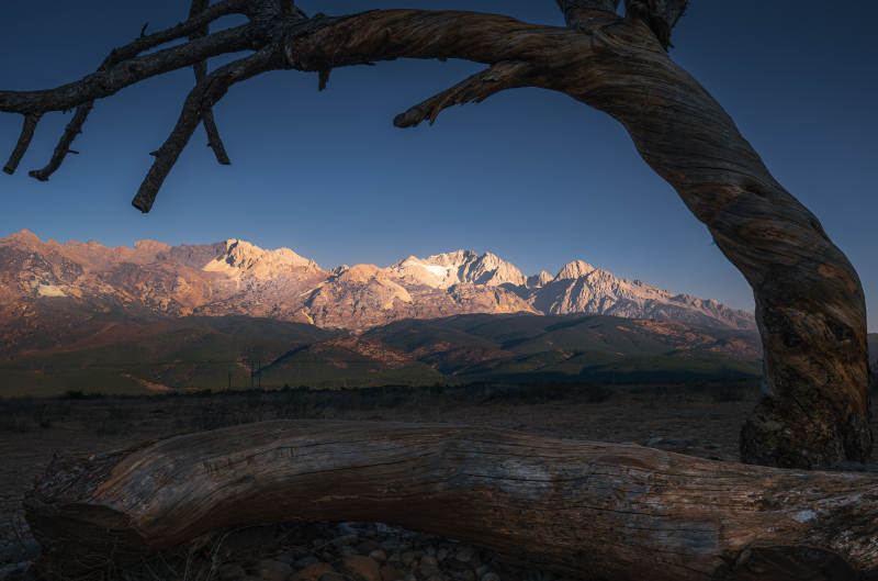 玉龙雪山下的枯木图片