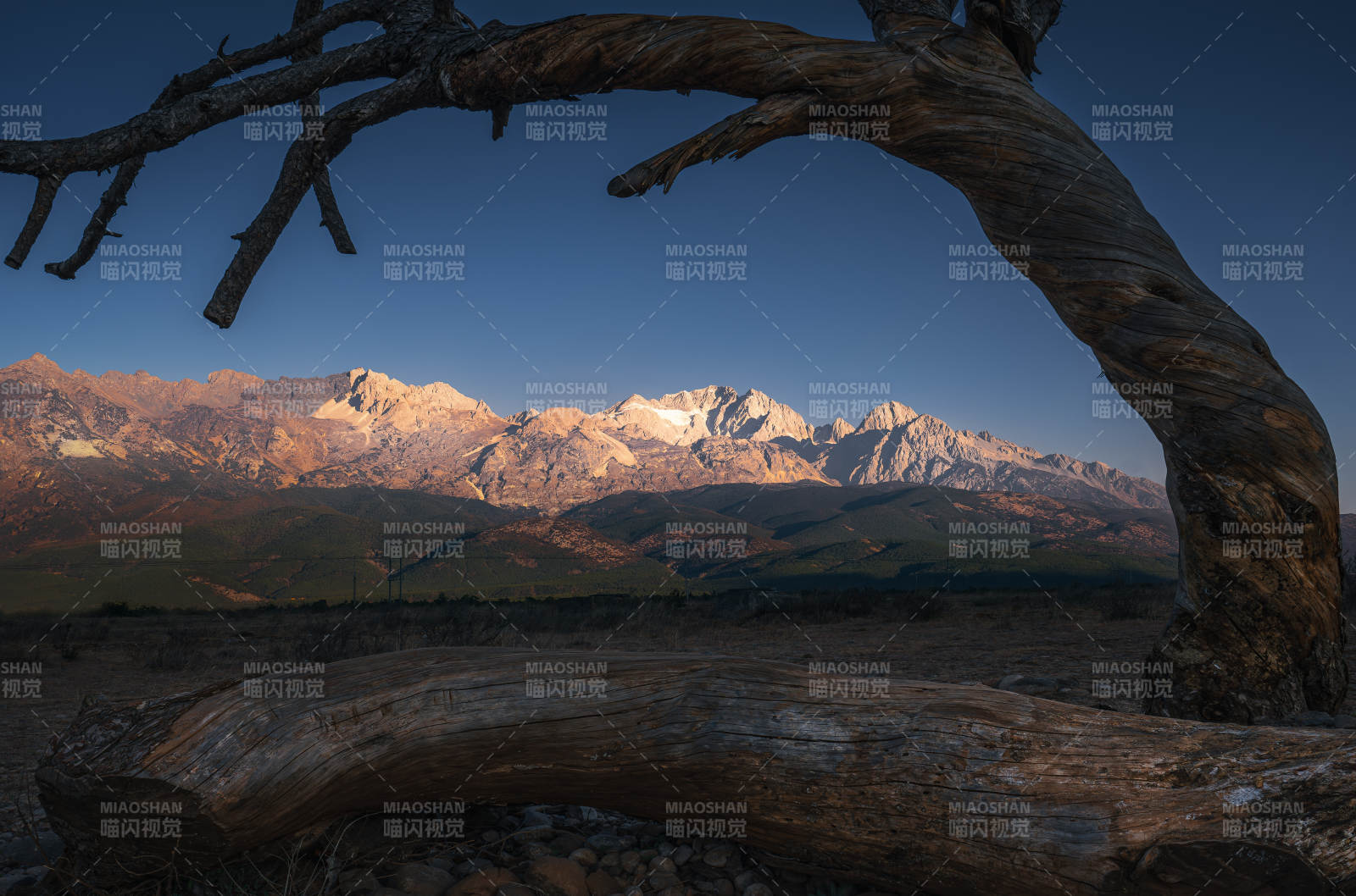 玉龙雪山下的枯木图片