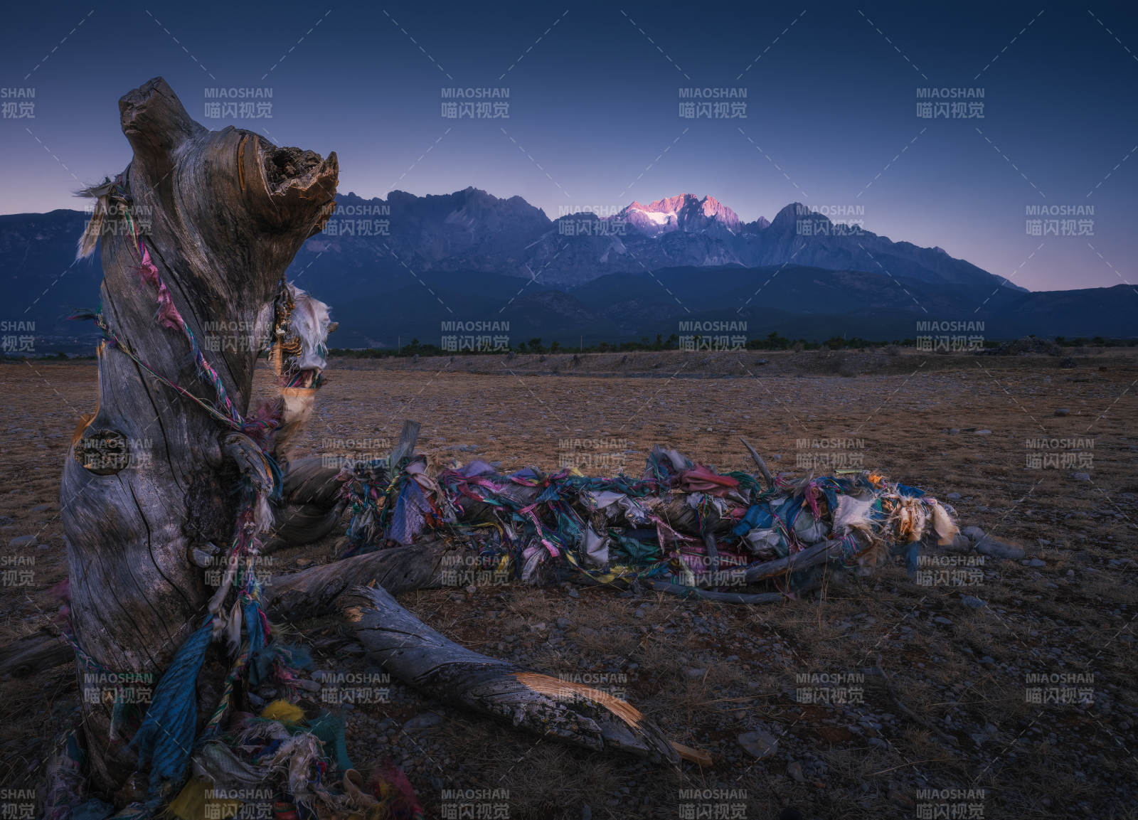 玉龙雪山下的祈福树图片