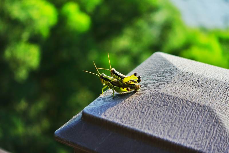 绿蚱蜢成双成对图片