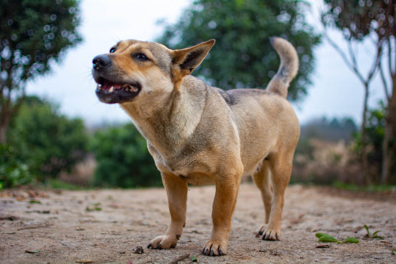 棕狗户外站立图片