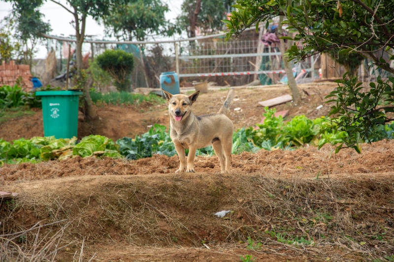 田园小狗欢快奔跑图片