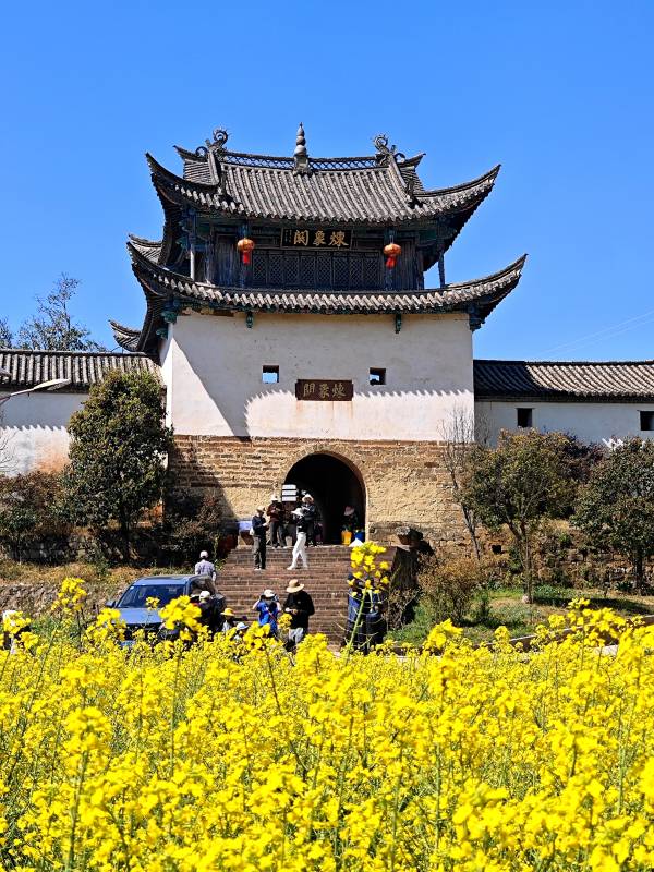 油菜花古门图片