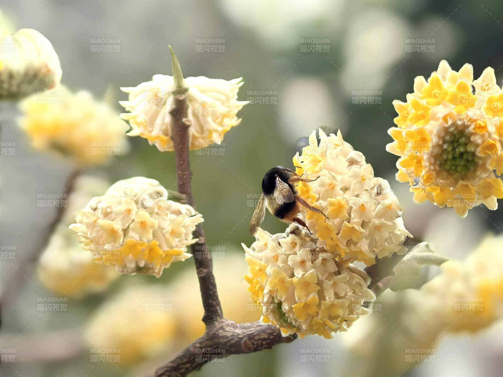 蜜蜂采花蜜图片