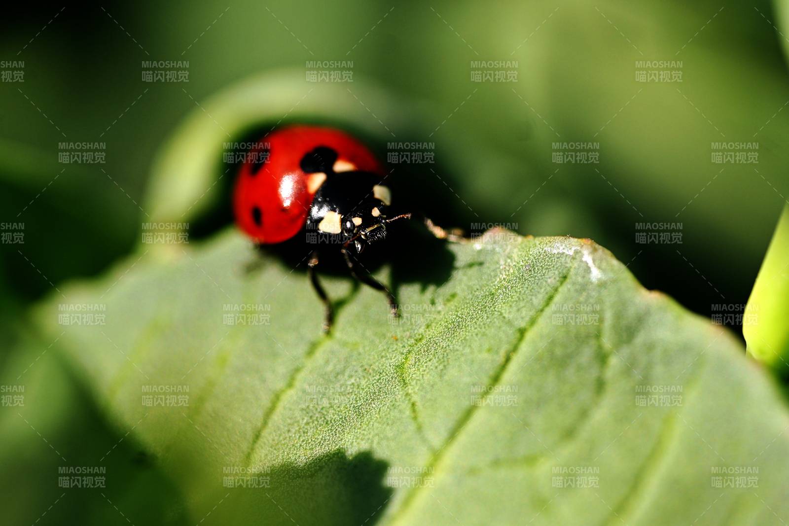 瓢虫栖息绿叶上图片