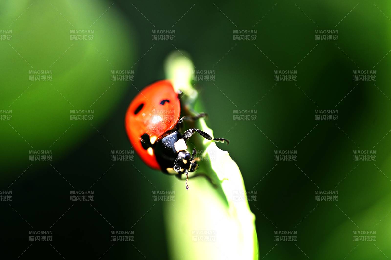 瓢虫栖息绿叶上图片