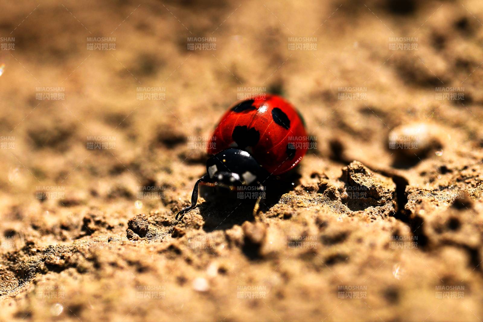 瓢虫在沙地上爬行图片