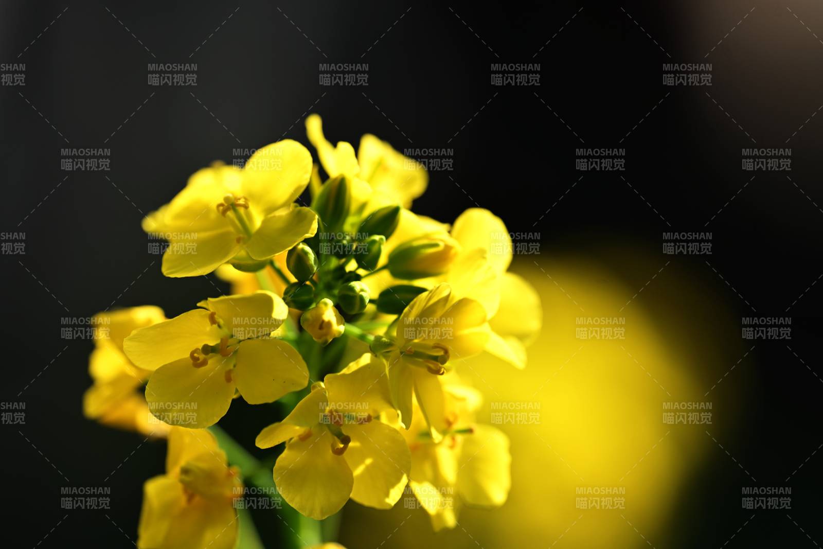 油菜花绽放图片