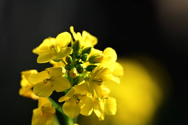 油菜花绽放图片