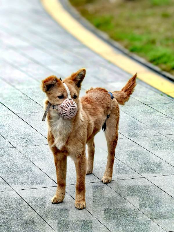 戴口罩的小狗图片