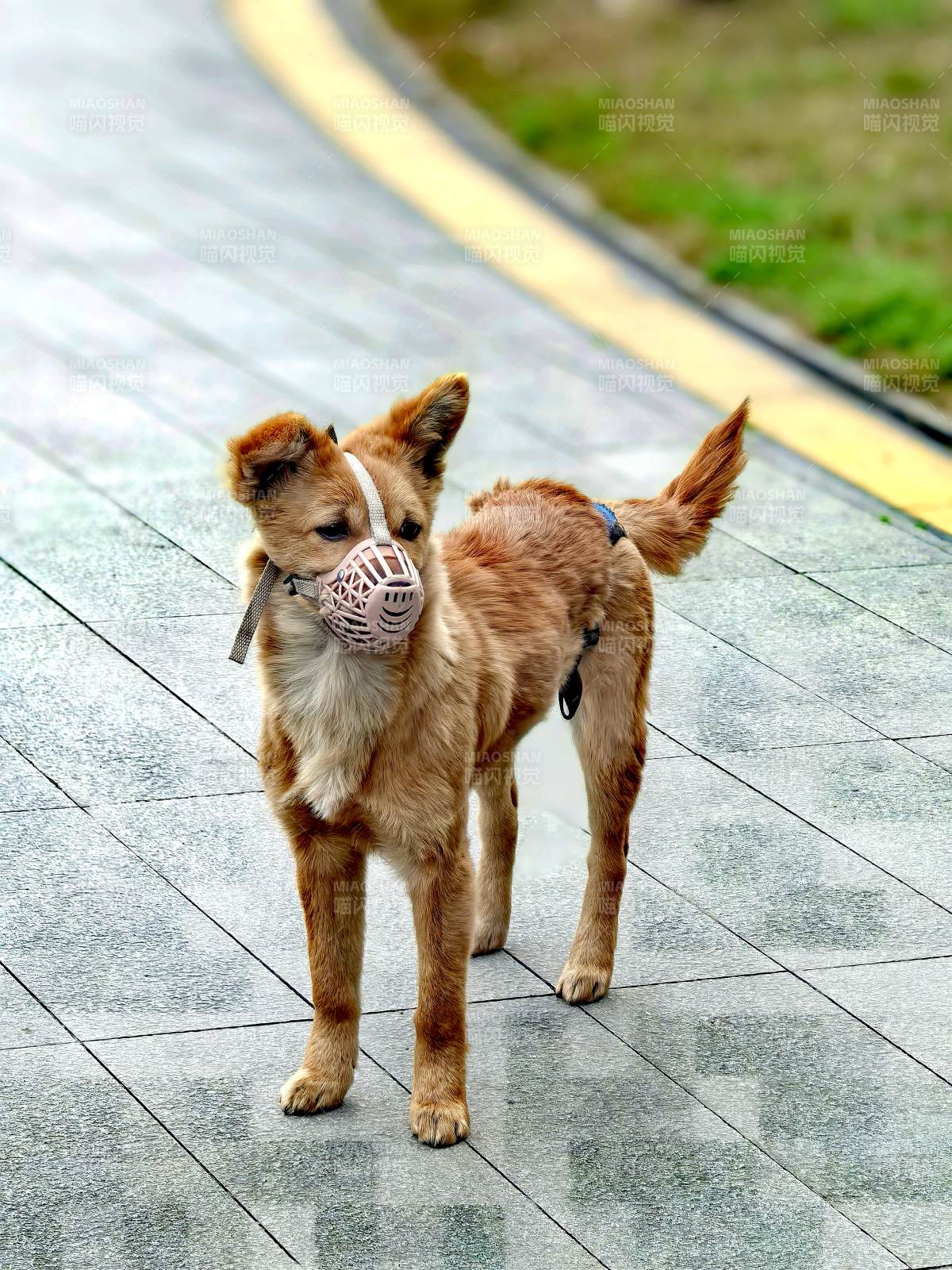戴口罩的小狗图片