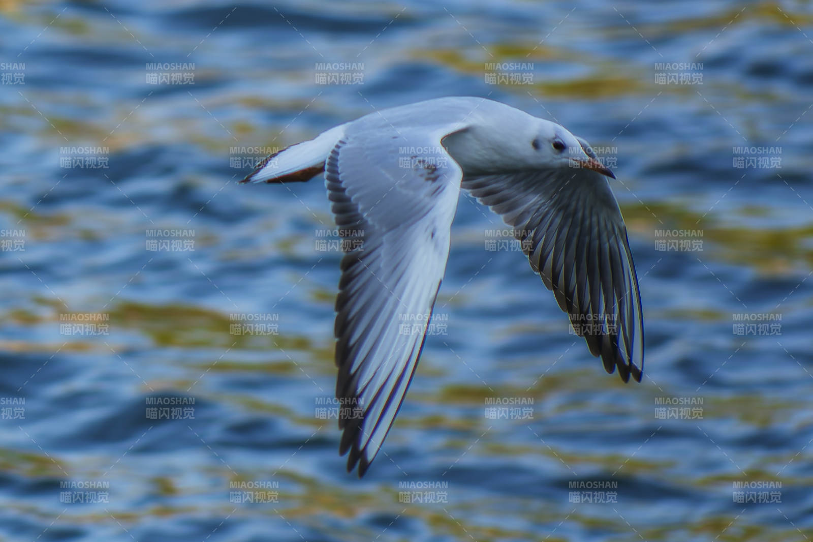 海鸥翱翔水面图片
