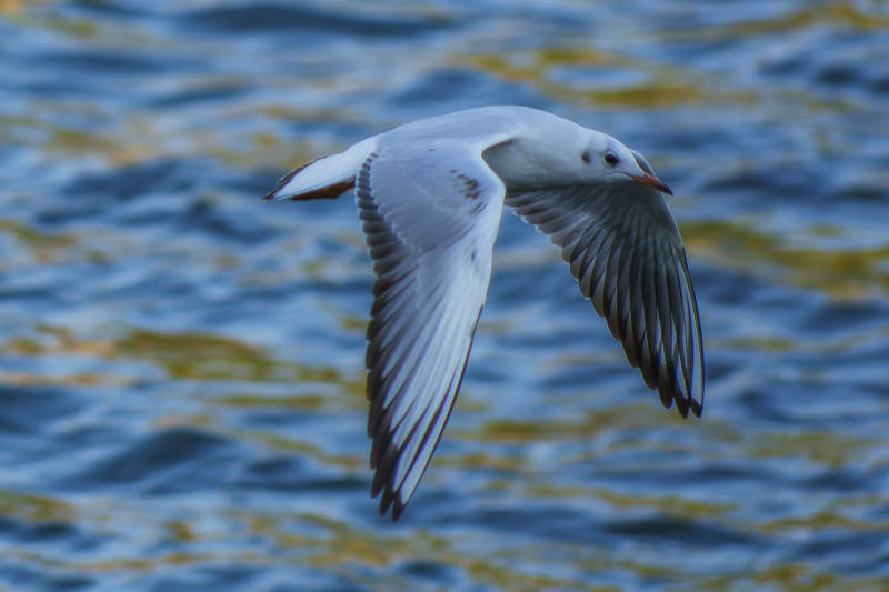 海鸥翱翔水面图片